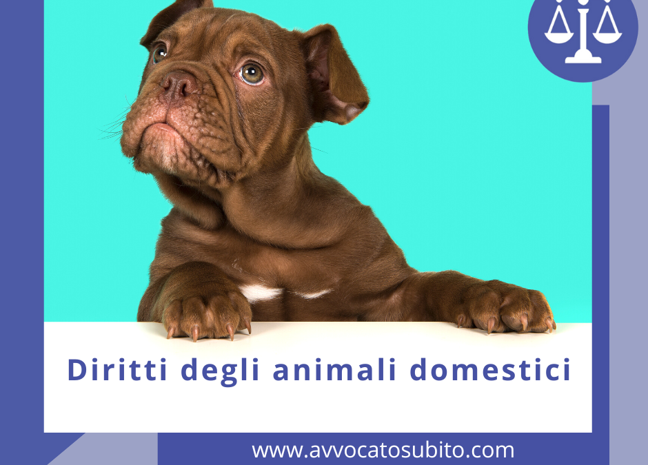 Diritti degli animali domestici