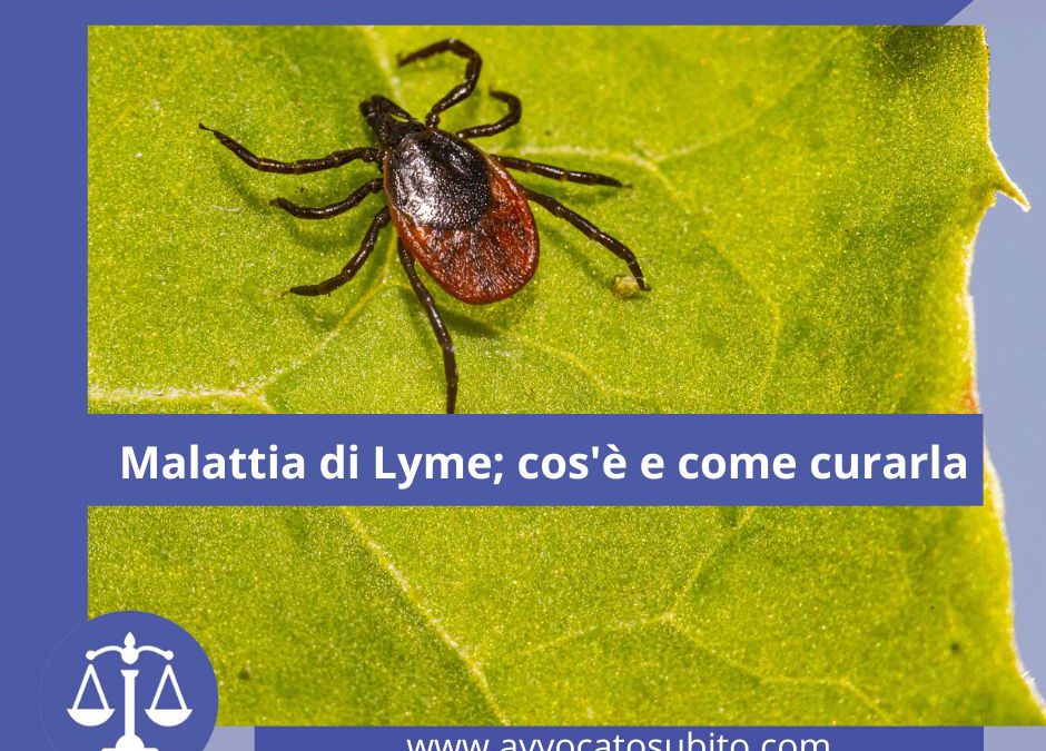 Malattia di Lyme; cos’è e come curarla