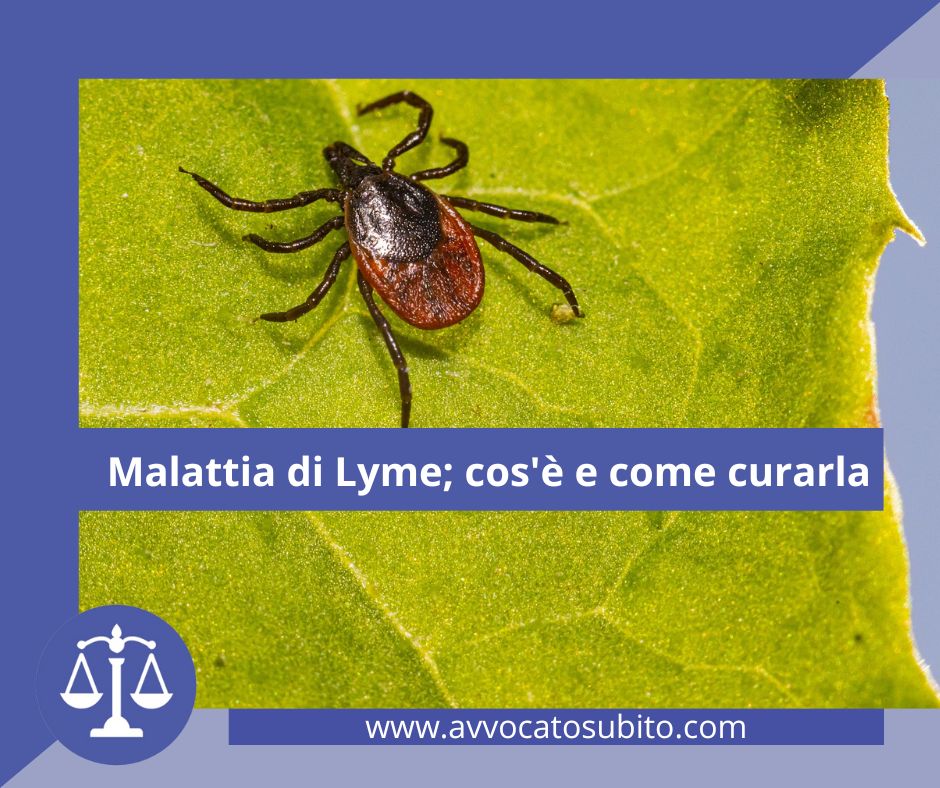Malattia di Lyme; cos'è e come curarla